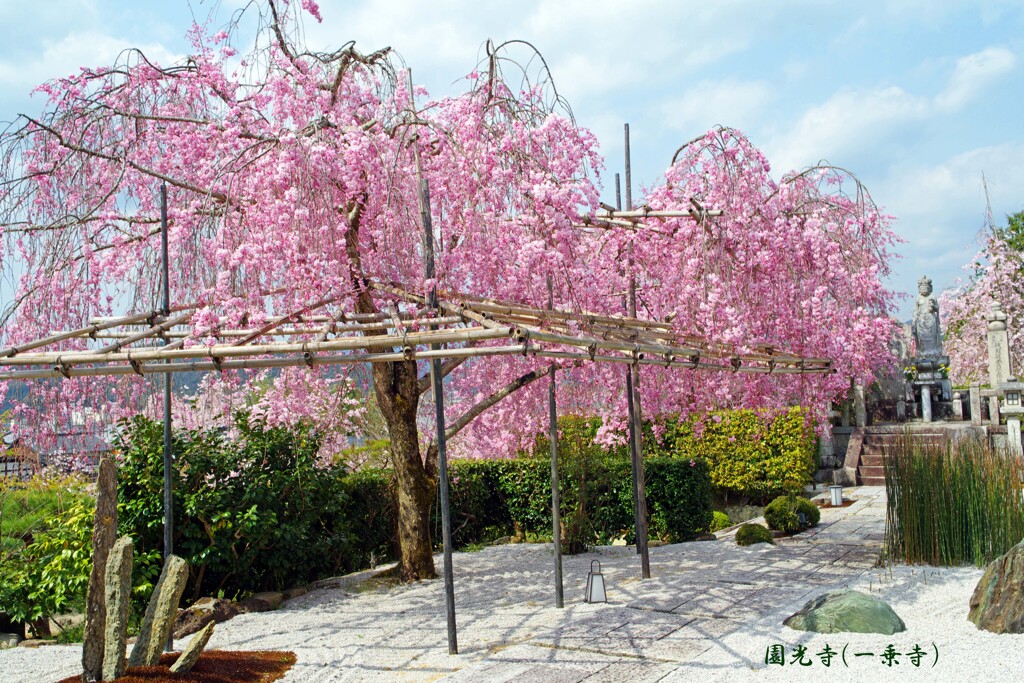 春がいっぱい(園光寺)