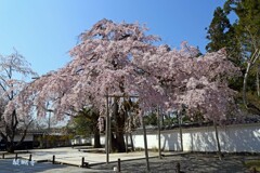 春がいっぱい(醍醐寺)