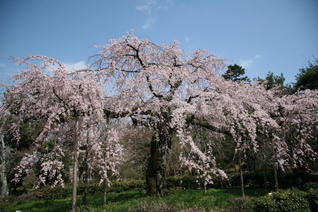 春がいっぱい(円山公園2010-0327)