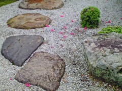 百日紅(園光寺2014)