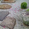 百日紅(園光寺2014)