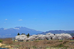佐久の春2014