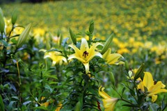 可睡ユリ園2019