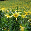 可睡ユリ園2019