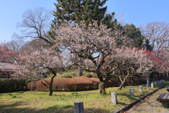 春あさき京都御苑