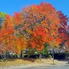 田中苑階の木の紅葉(井原2017)