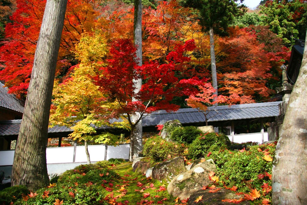 永源寺2008-2