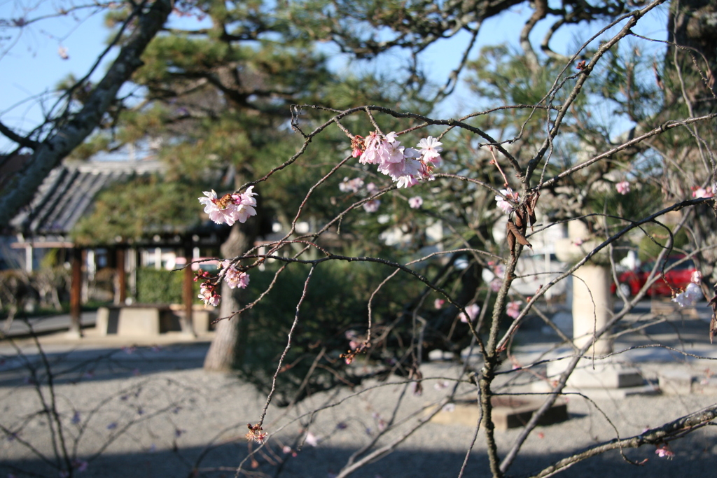 妙蓮寺2016