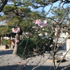 妙蓮寺2016