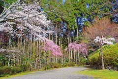 春がいっぱい(常照寺2018-2)