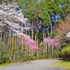 春がいっぱい(常照寺2018-2)
