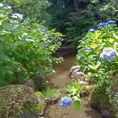 神苑(平安神宮)