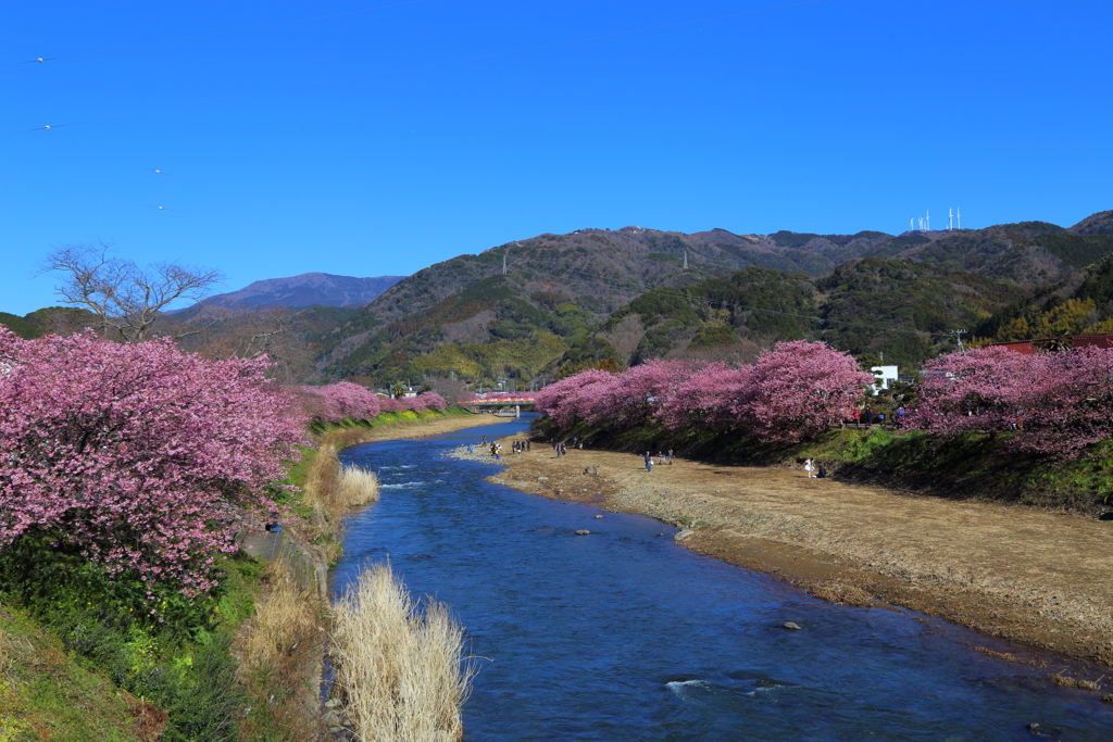 河津桜-2