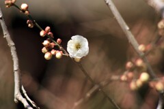 梅一輪(北野天満宮2013)