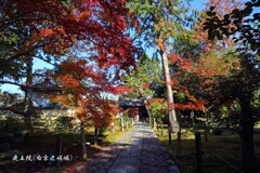 秋の散歩道(鹿王院)