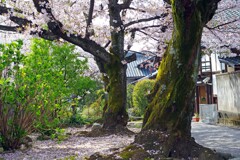 春がいっぱい(上品蓮台寺2018-2)