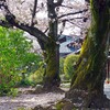 春がいっぱい(上品蓮台寺2018-2)