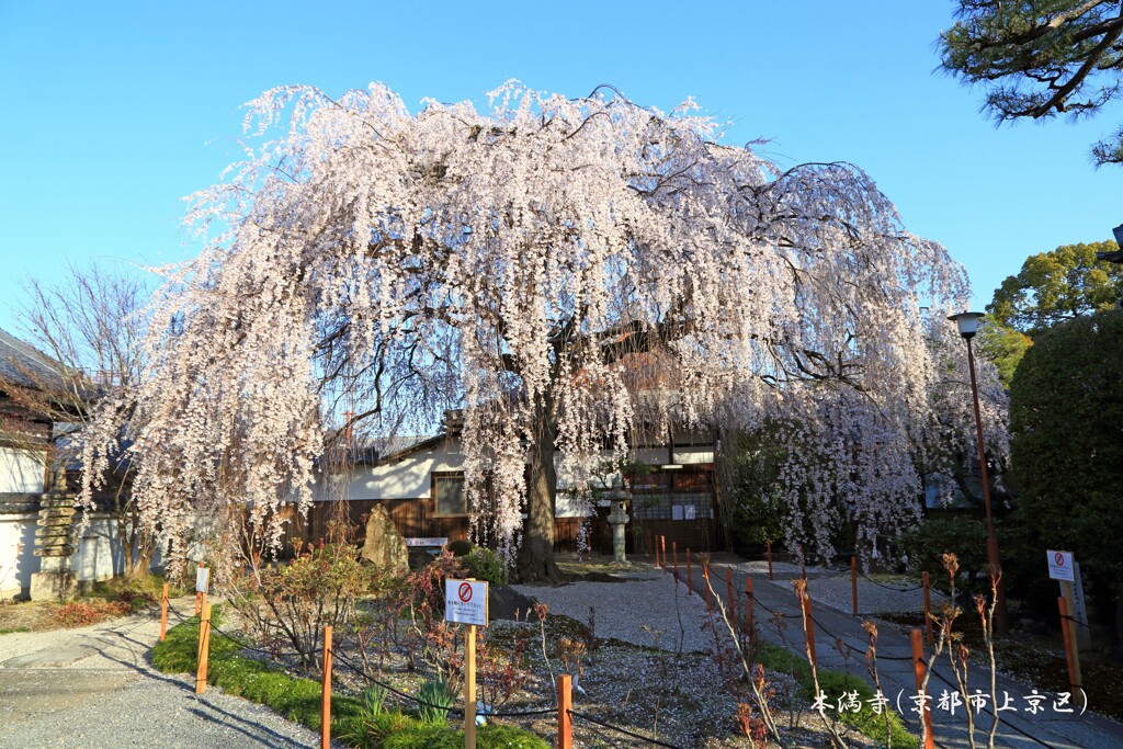 春がいっぱい(本満寺)