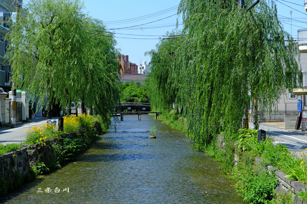 三条白川