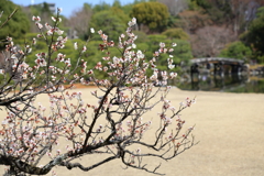 渉成園-4