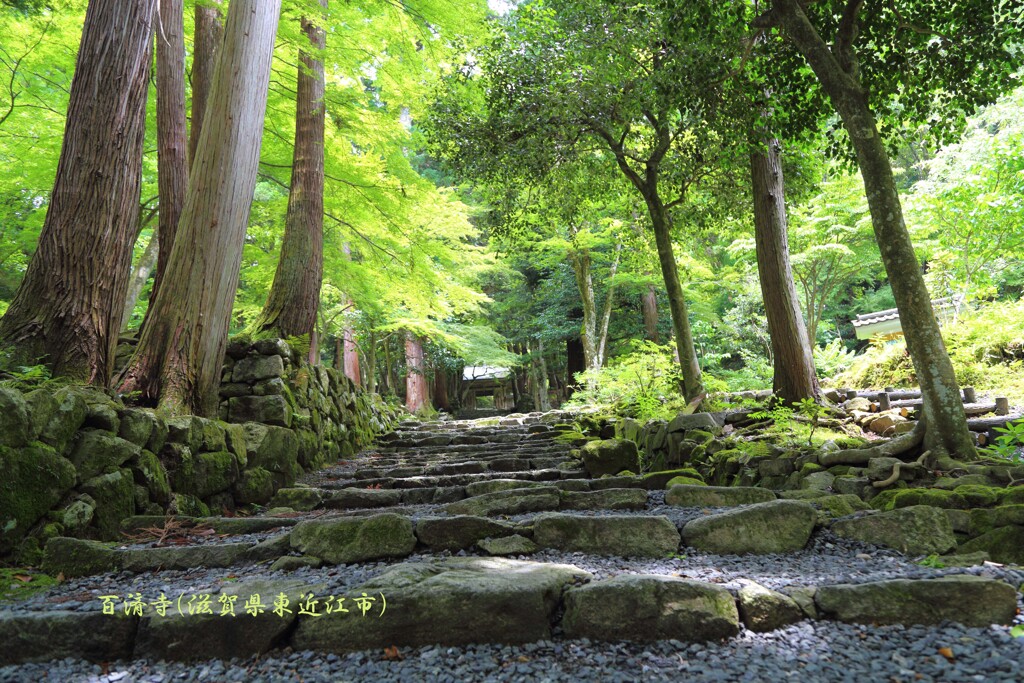新緑(百済寺)