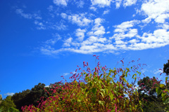 秋の空