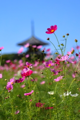 コスモス(斑鳩-法起寺)