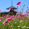 コスモス(斑鳩-法起寺)