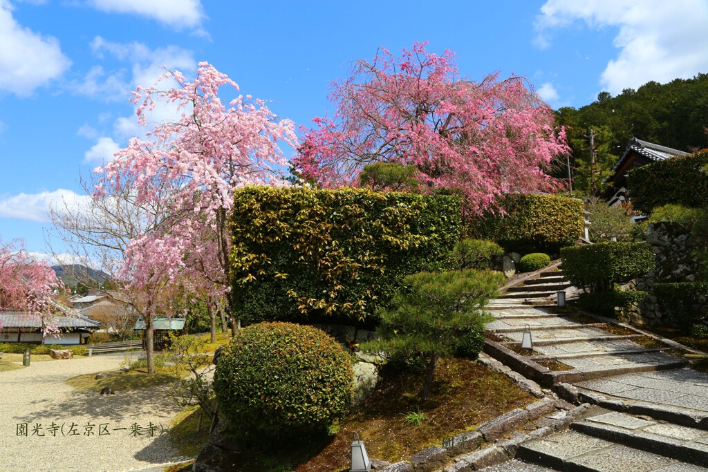 春がいっぱい(圓光寺2020)