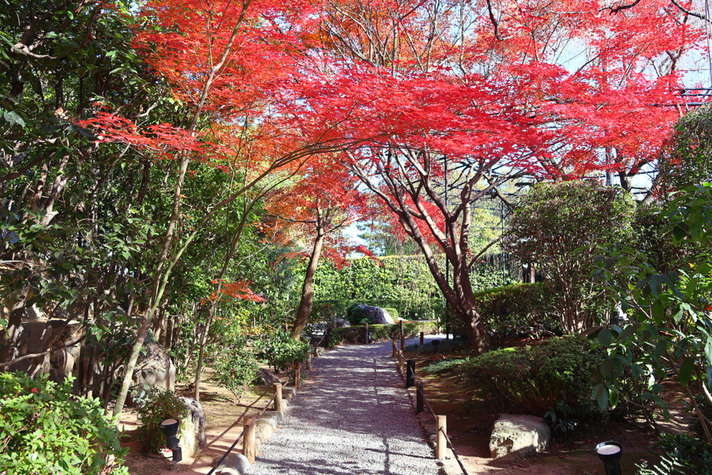 晩秋(妙心寺退蔵院-2)