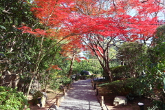 晩秋(妙心寺退蔵院-2)