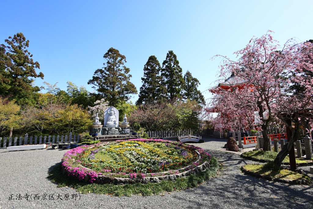 春がいっぱい(正法寺)