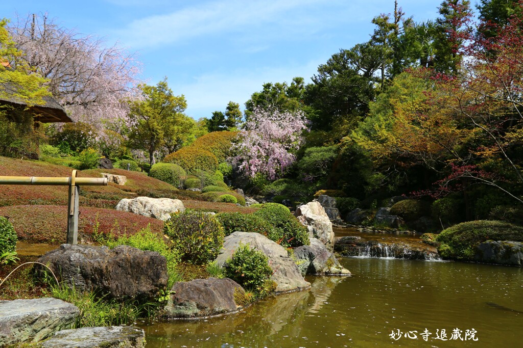 春がいっぱい(妙心寺退蔵院)