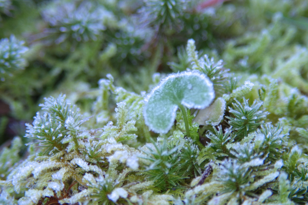霜が降りる季節に(詩仙堂)