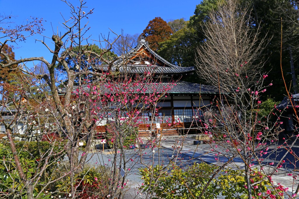 紅梅(岡崎別院)