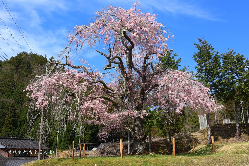 春がいっぱい(常照皇寺2)