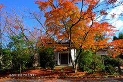 秋の散歩道(常照寺)