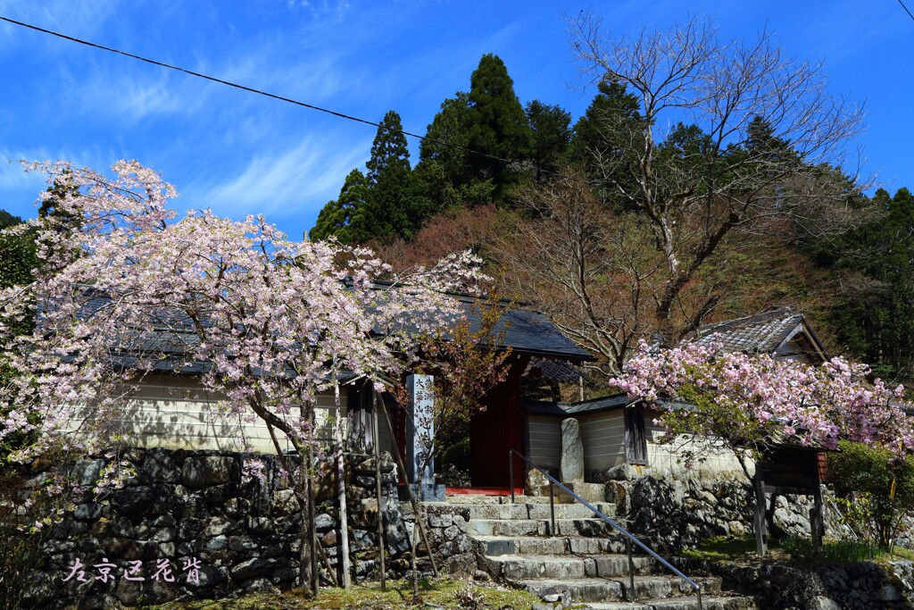 春がいっぱい(花背地蔵院)