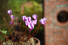 植物園(シクラメン)