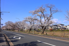春がいっぱい(高野川)