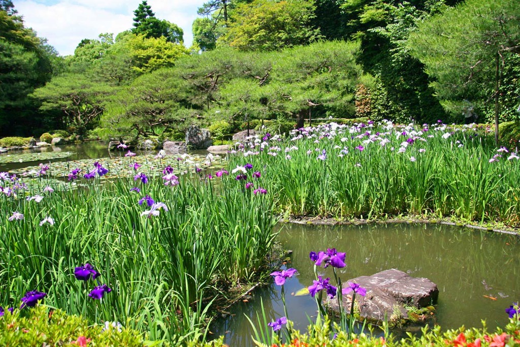 平安神宮(神苑2011)
