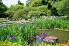平安神宮(神苑2011)