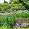 平安神宮(神苑2011)