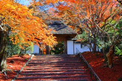 秋の散歩道(安楽寺)