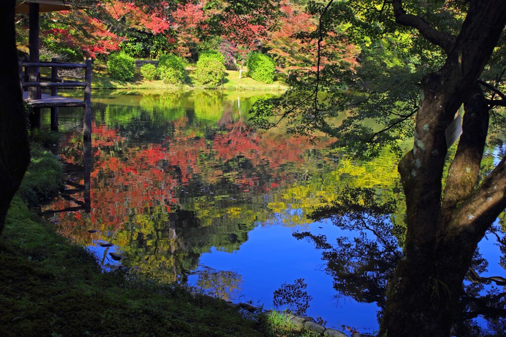 青空を映す(植物園)