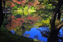 青空を映す(植物園)