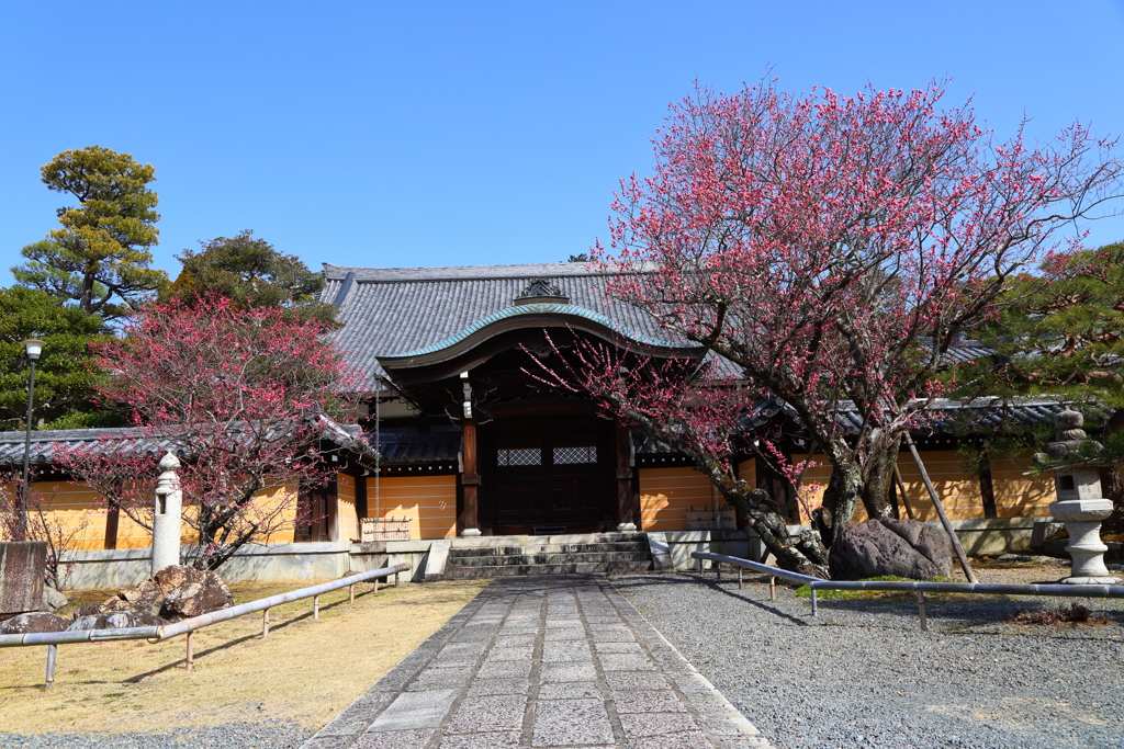 黒谷さん(金戒光明寺2023)