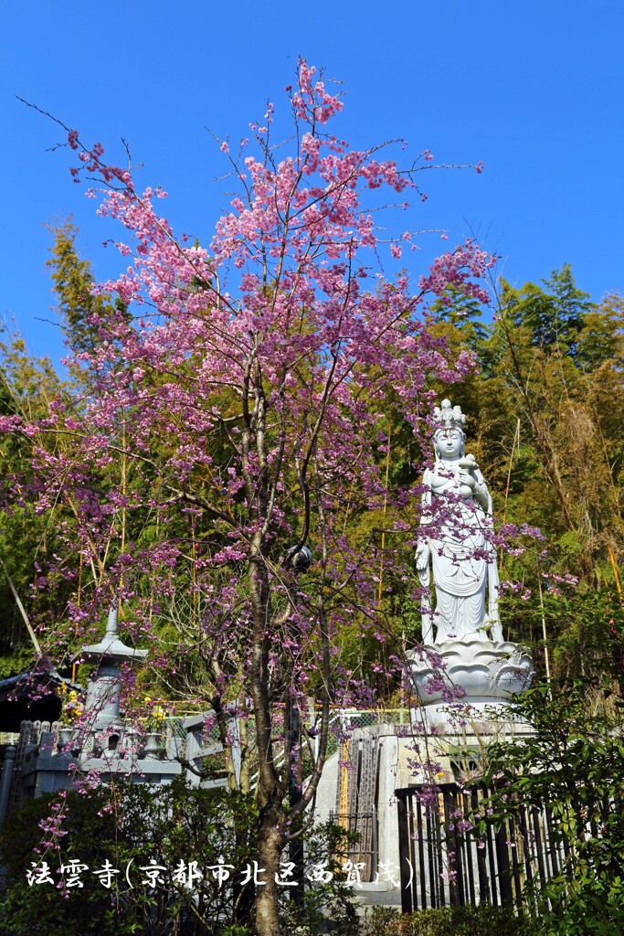 春がいっぱい(法雲寺)