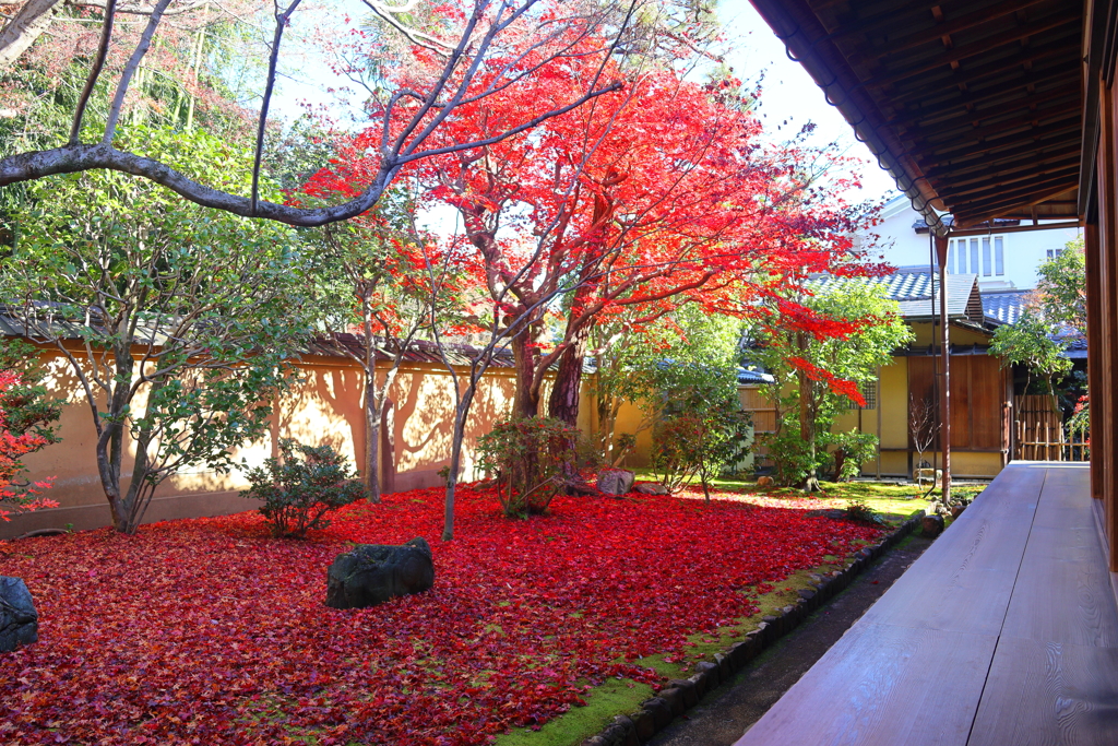 晩秋(大徳寺興臨院)