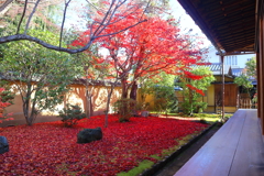 晩秋(大徳寺興臨院)